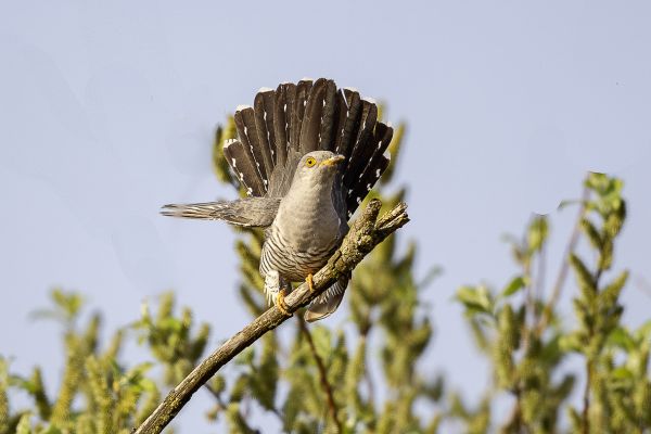 Common Cuckoo