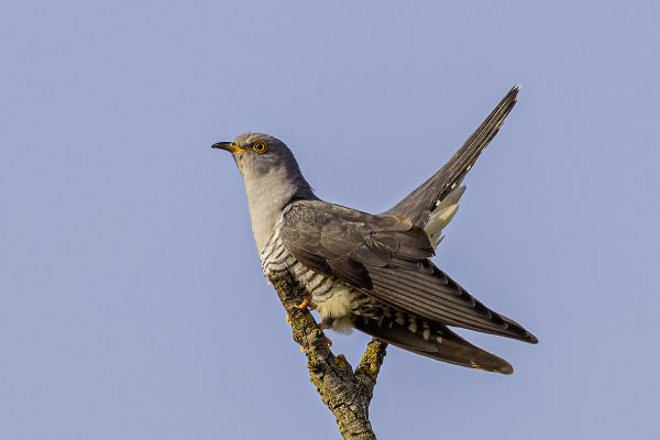 Common Cuckoo