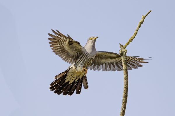 Common Cuckoo