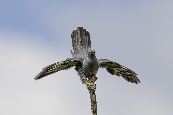 Common Cuckoo