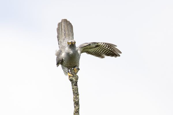 Common Cuckoo