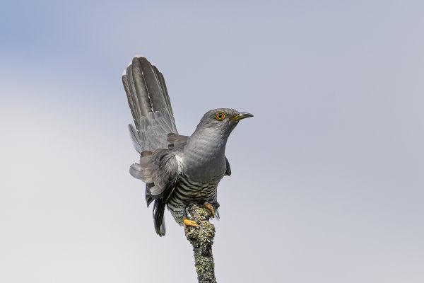 Common Cuckoo