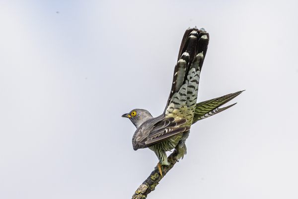 Common cuckoo