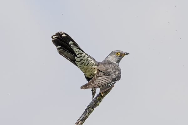Common cuckoo