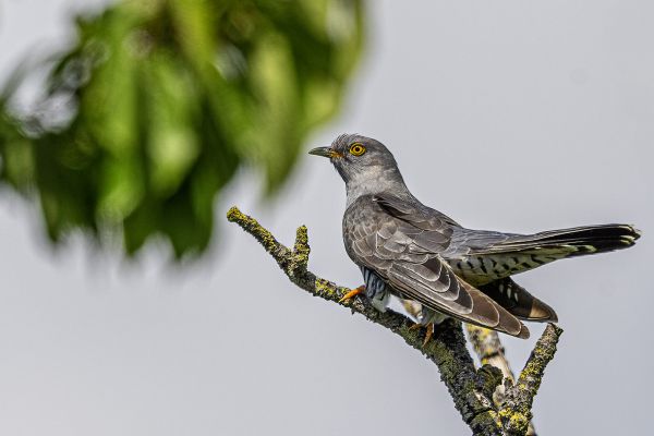 Common cuckoo