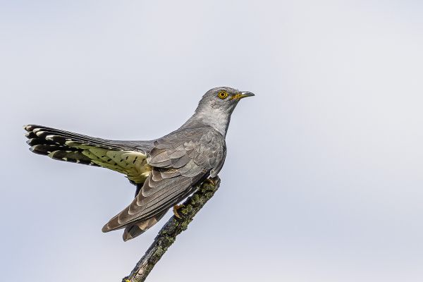 Common cuckoo