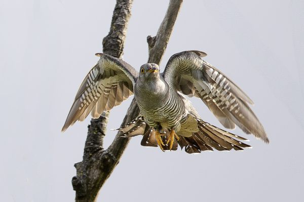Common Cuckoo