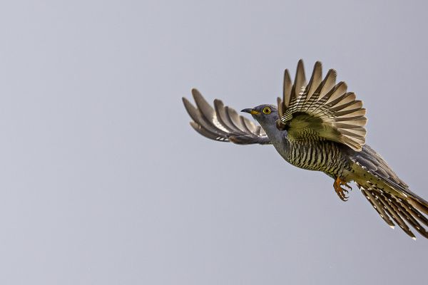 Common Cuckoo