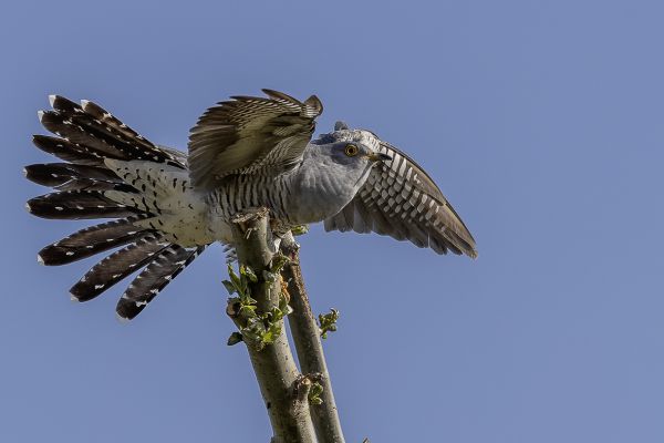 Common Cuckoo