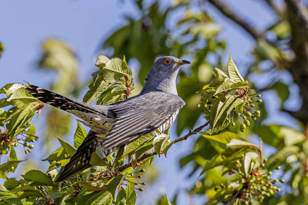 Common Cuckoo