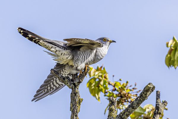 Common Cuckoo