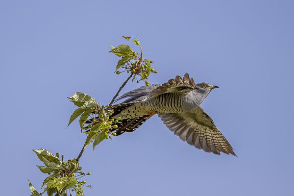 Common Cuckoo