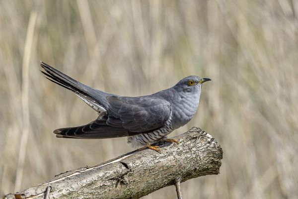 Common Cuckoo