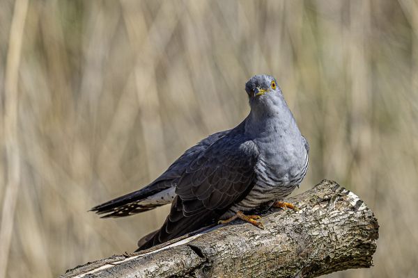Common Cuckoo