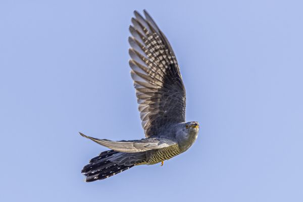 Common Cuckoo