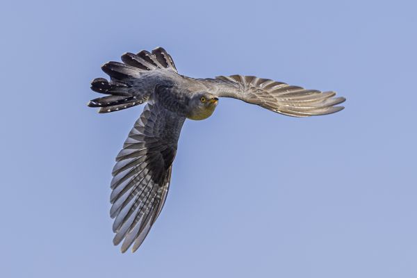 Common Cuckoo