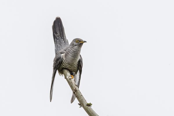 Common Cuckoo