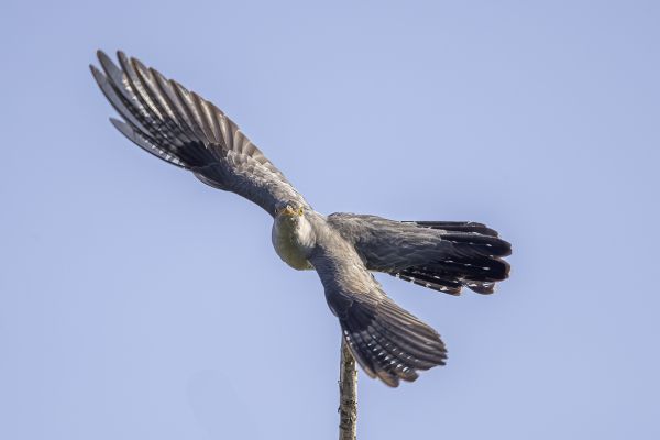 Common Cuckoo
