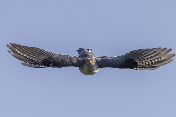 Common Cuckoo