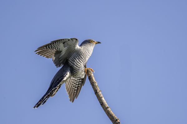 Common cuckoo