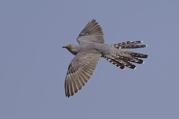 Common Cuckoo