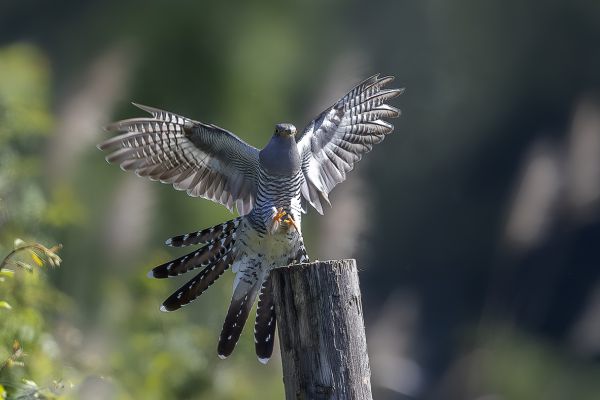 Commom Cuckoo