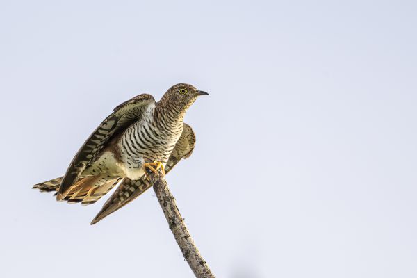 Common Cuckoo