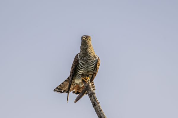 Common Cuckoo