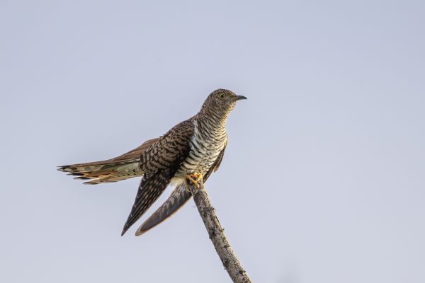 Common Cuckoo