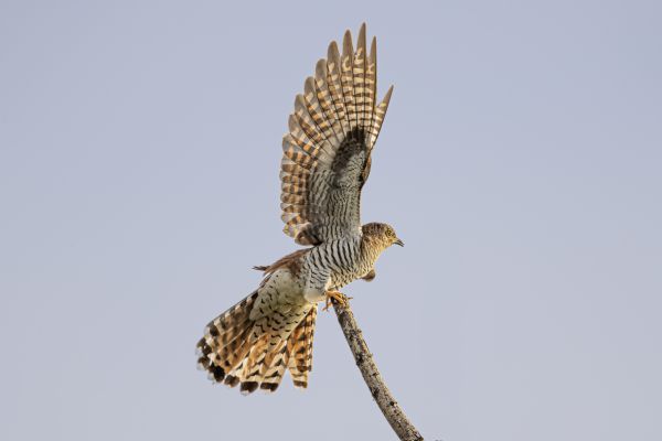 Common Cuckoo