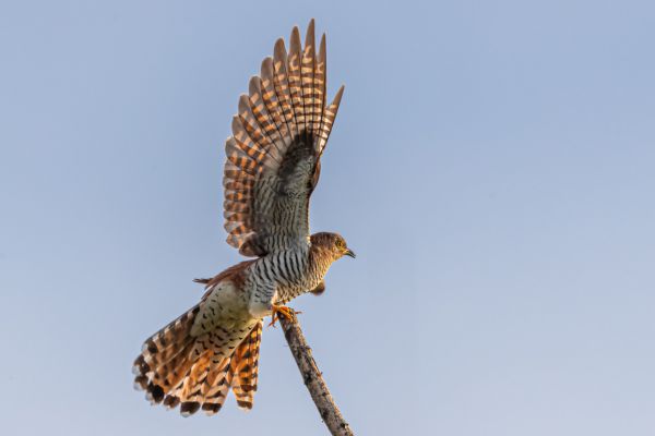 Common Cuckoo