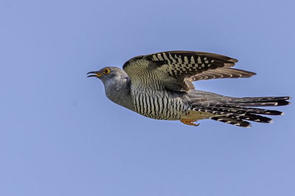 Common Cuckoo