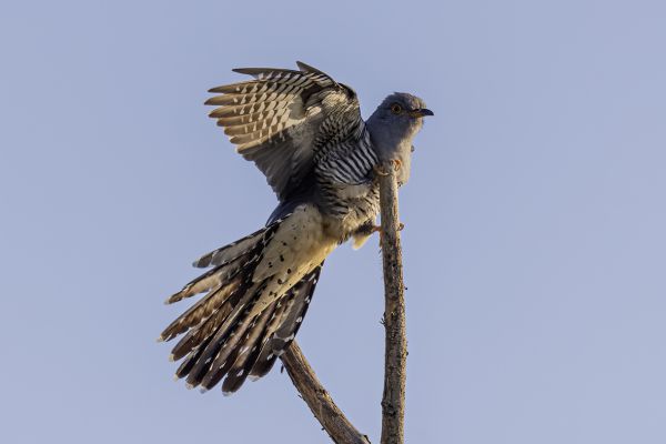 Common Cuckoo