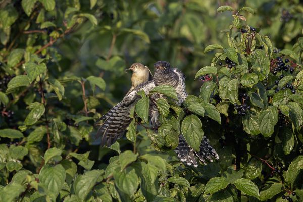 Common Cuckoo