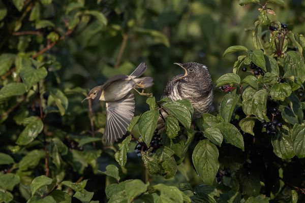 Common Cuckoo