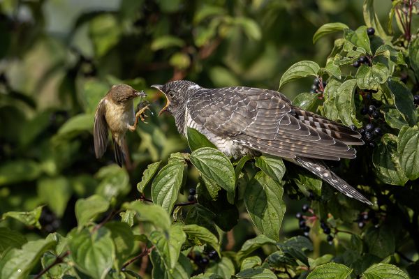 Common Cuckoo