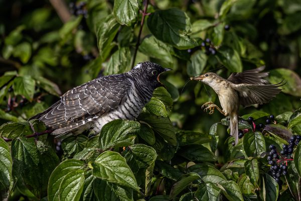 Common Cuckoo