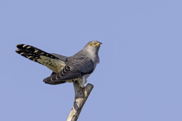 Common Cuckoo