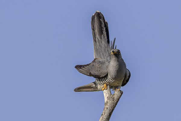 Common cuckoo