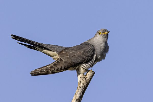 Common cuckoo