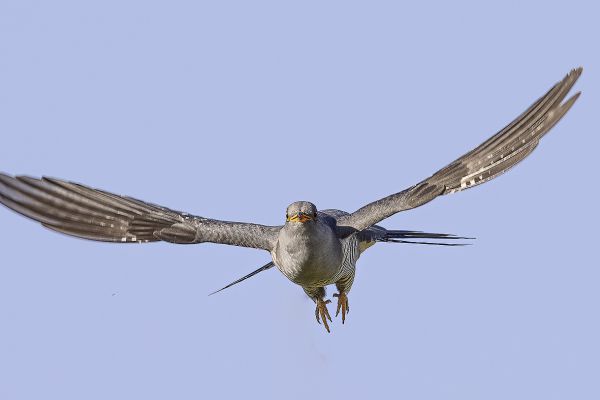 Common cuckoo