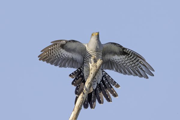 Common cuckoo