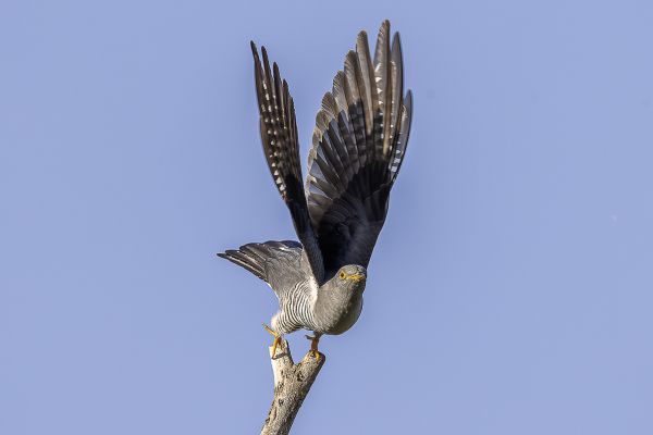 Common cuckoo