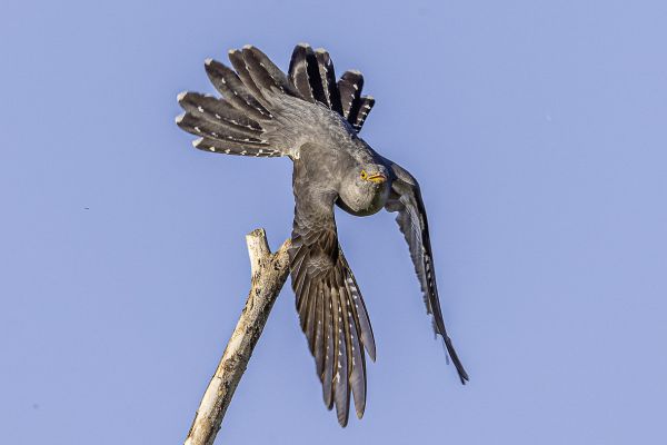 Common cuckoo