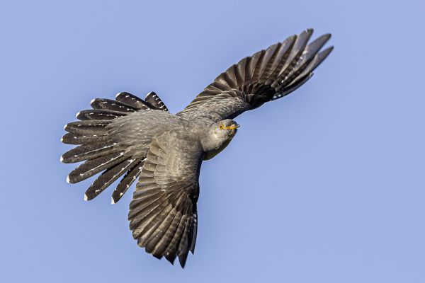 Common cuckoo