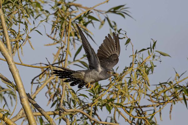 Common cuckoo