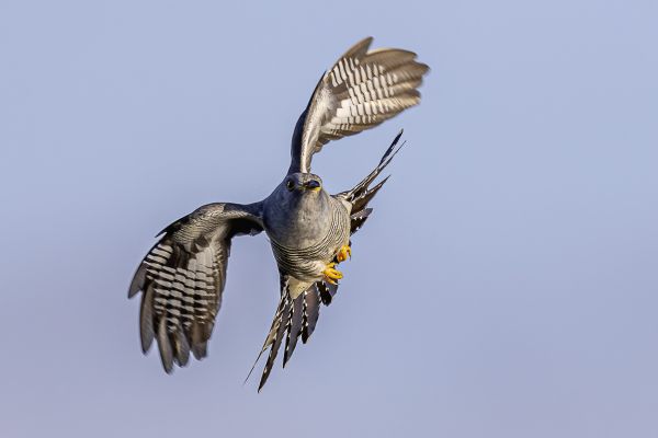 Common Cuckoo