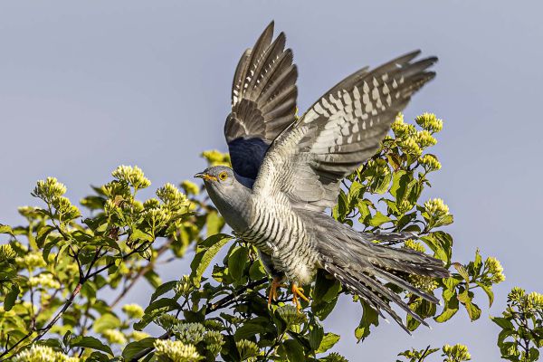 Common Cuckoo