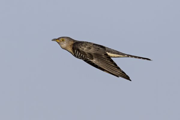 Common Cuckoo