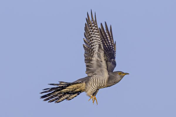 Common Cuckoo